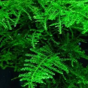 MUSCHIO TAIWAN MOSS porzione 6x6 cm