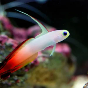 Nemateleotris Magnifica - Pesce freccia di fuoco - gobio - Orange firefish goby