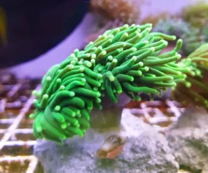Euphyllia Glabrescens green torch punte gialle 2 calici - FOTO REALI - Corallo duro LPS facile