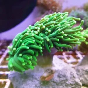 Euphyllia Glabrescens green torch punte gialle 2 calici - FOTO REALI - Corallo duro LPS facile