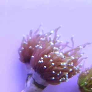 Euphyllia Glabrescens Black torch punte verdi 2 calici - FOTO REALI - Corallo duro LPS facile