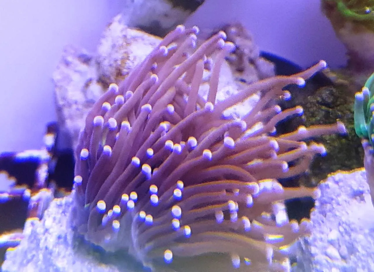 Euphyllia Glabrescens Black-green torch punte viola 2 calici non divisibili - FOTO REALI - Corallo duro LPS facile