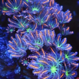Clavularia Papaya Orange premium - Corallo molle facile - frag di 8-10 cm