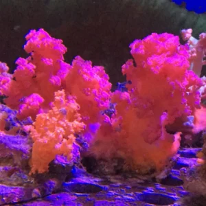 Scleronephthya Orange-Pink - Corallo molle facile - frag 8-10 cm