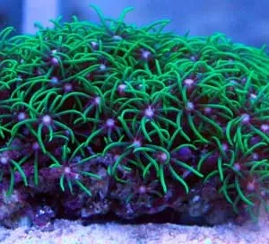 Pachyclavularia violacea - Corallo molle facile - frag di 5-6 cm