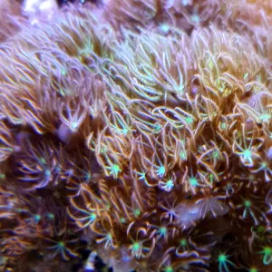 Pachyclavularia violacea Pink-green - Corallo molle facile - frag di 5-6 cm