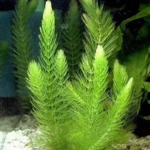 CERATOPHYLLUM DEMERSUM, pianta rapida depurativa