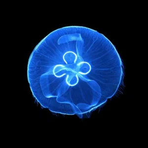 Medusa Quadrifoglio - Aurelia Aurita - Medusa lunare - Jellyfish 2-5 cm per acquario d'acqua salata con bordi arrotondati