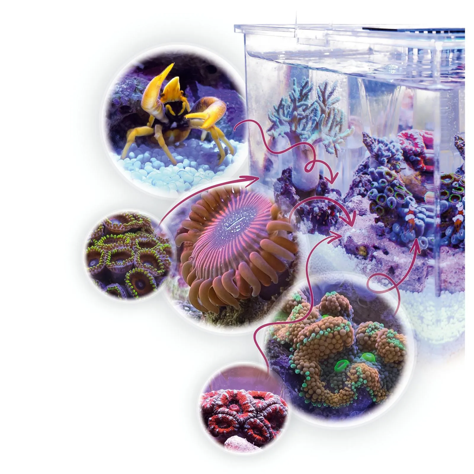 Aqua Medic Micro Armatus XS - 8 lt - acquario marino Pico-Reef o dolce completo di luce - Novità 2023