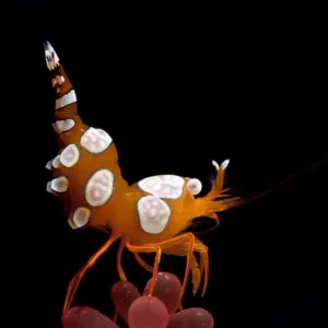 Thor Amboinensis - Gamberetto Sexy delle anemoni - Sexy Shrimp - 1 cm