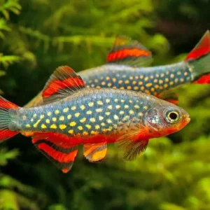 Danio Margaritatus, microrasbora galaxy 1,5 cm - Nanofish