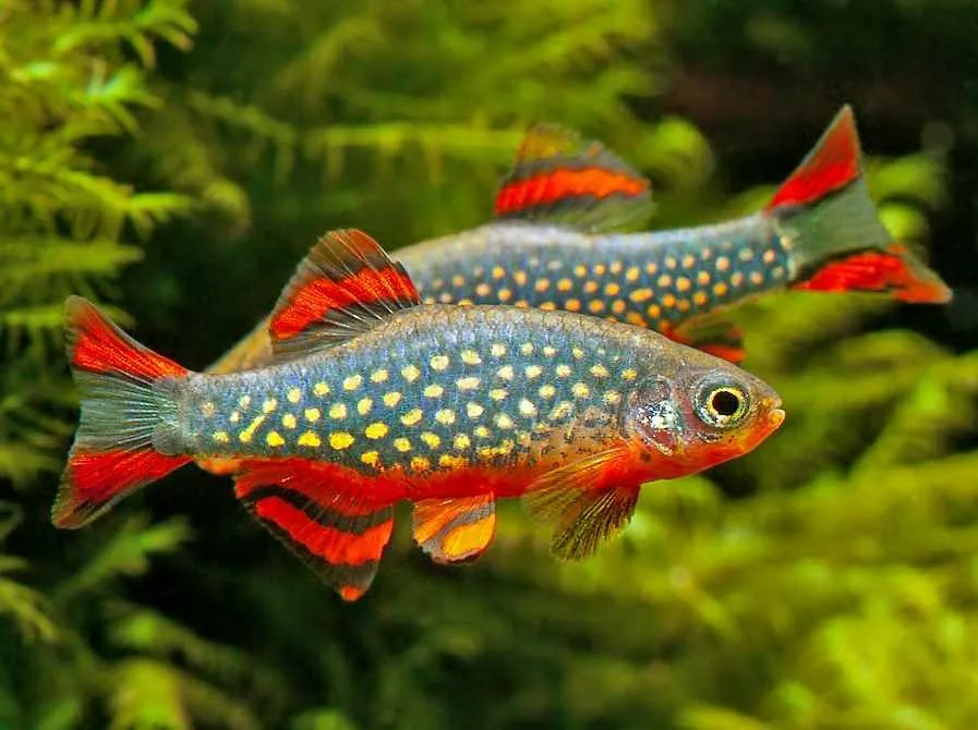 Danio Margaritatus, microrasbora galaxy 1,5 cm - Nanofish
