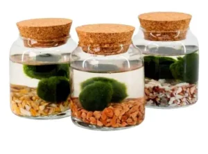 Marimo Original - Vasetto con tappo in sughero e sabbia Ø12cm - H 13 cm - coppia di Alga palla Cladophora Aegagropila