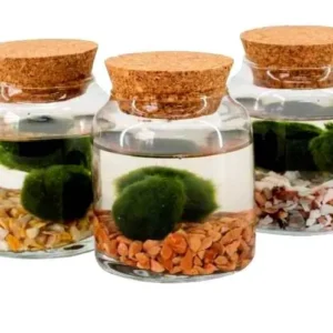Marimo Original - Vasetto con tappo in sughero e sabbia Ø12cm - H 13 cm - coppia di Alga palla Cladophora Aegagropila